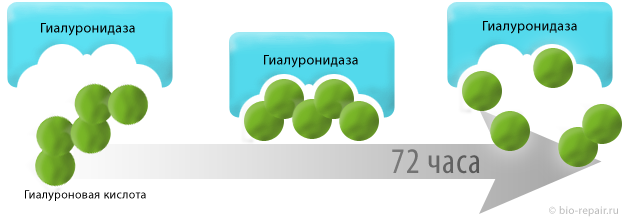 Расщепление гиалуроновой кислоты в организме