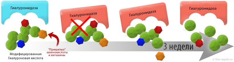 Модифицированная гиалуроновая кислота в организме